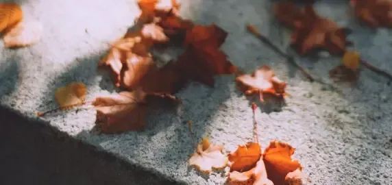Autumn leaves scattered on a sunlit concrete surface with soft shadows