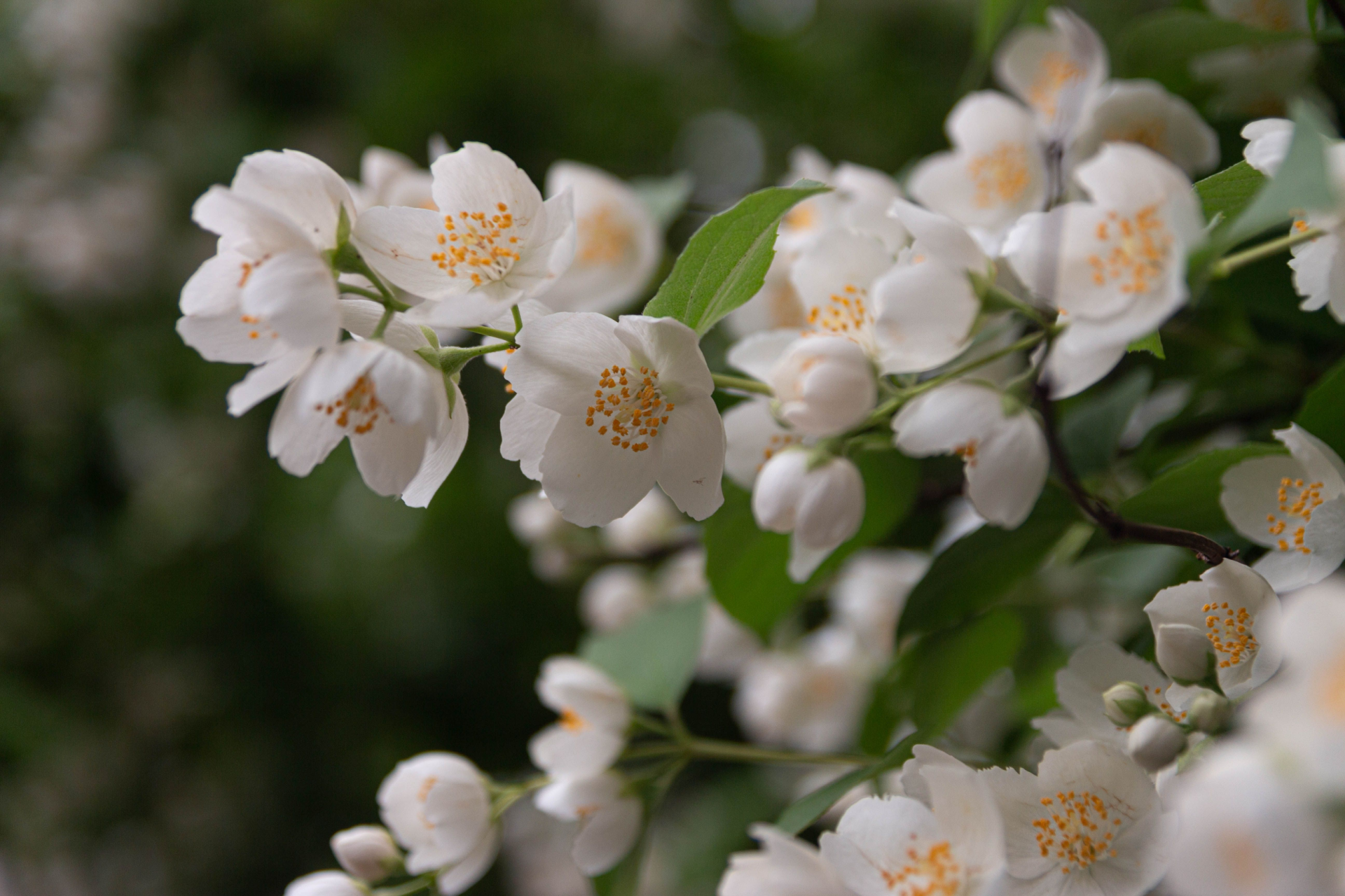 White blossoms with yellow centers on a green leafy branch