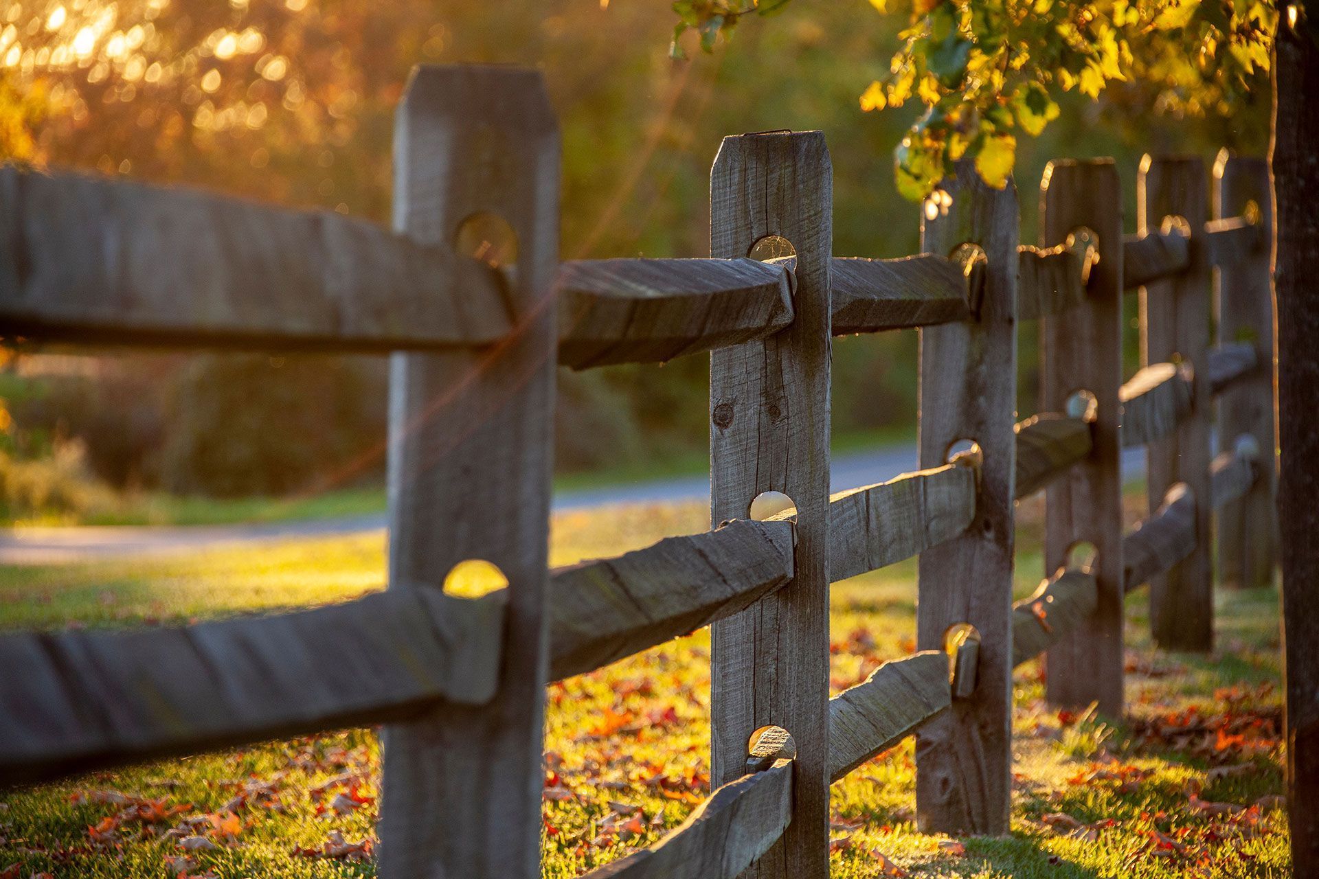 Wooden fence along a sunlit path with autumn leaves and golden trees in the background