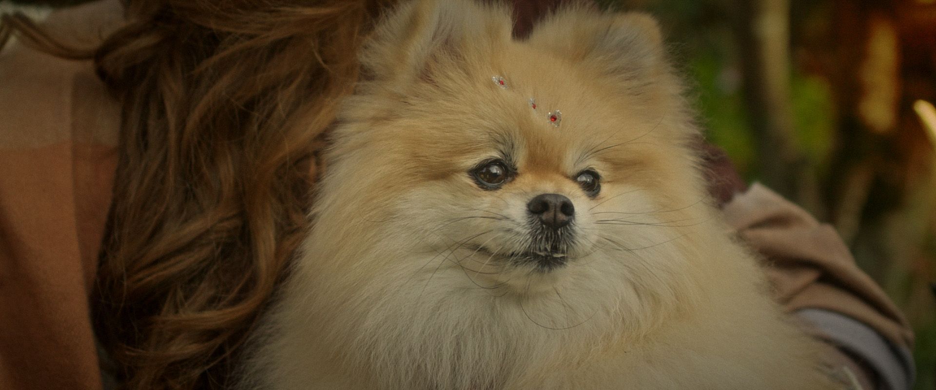 Pomerânia fofinho e de cor castanha, sendo segurado por uma pessoa, com uma expressão calma ao ar livre.