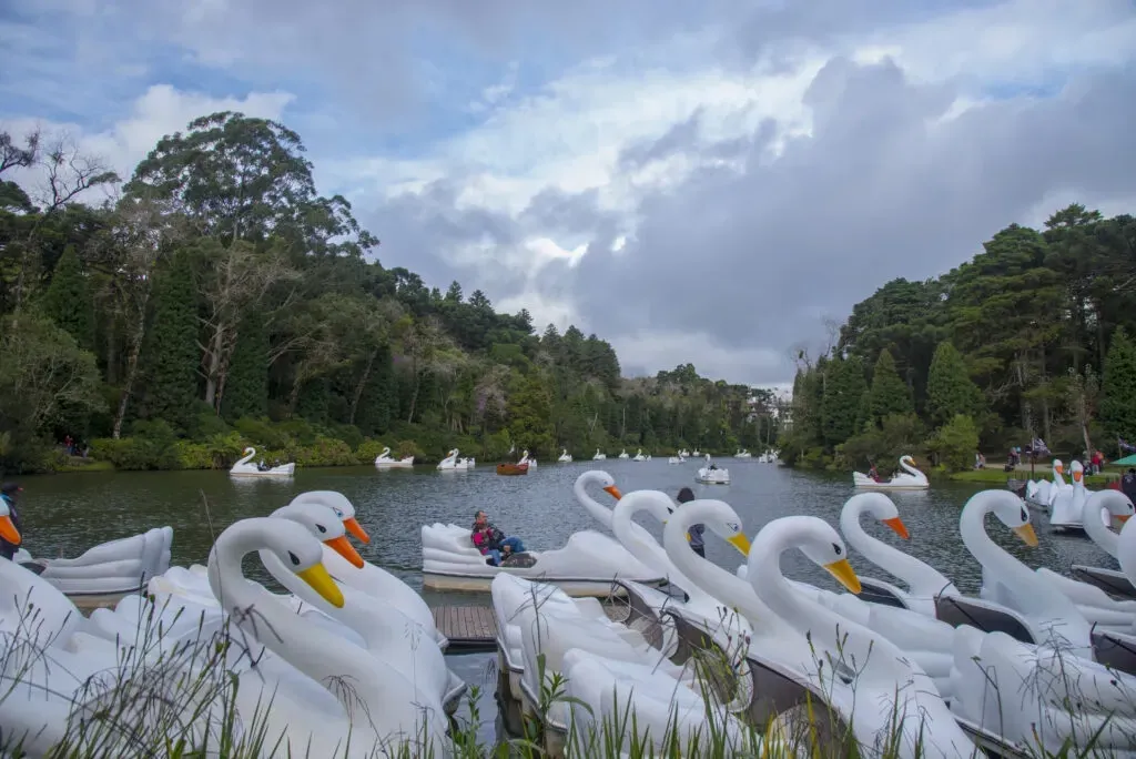 Pedalinhos em formato de cisne branco flutuando nas águas do Lago Negro em Gramado, cercado por pinheiros e vegetação nativa.