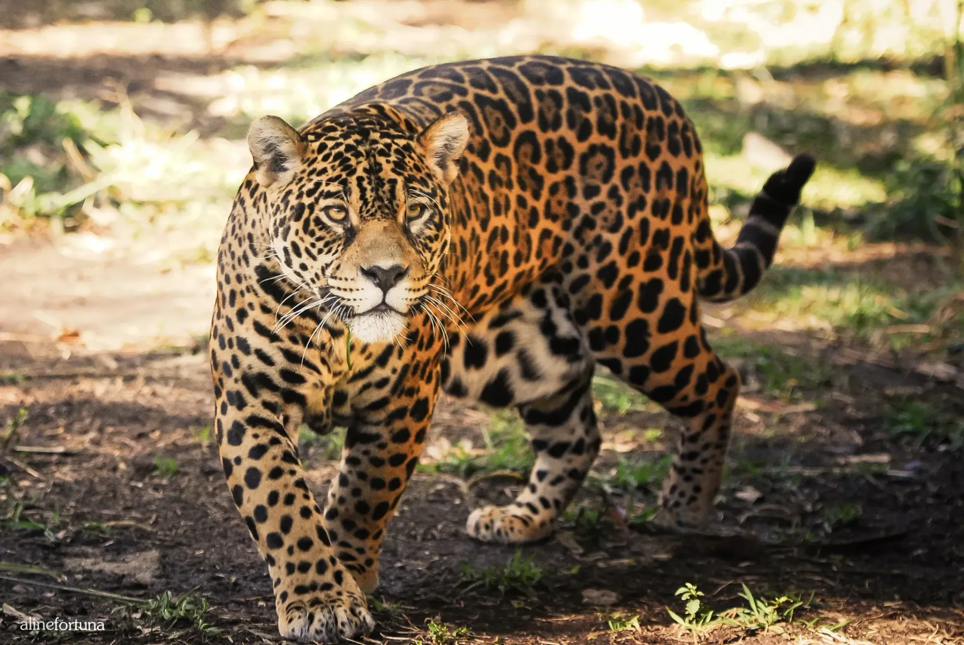 Onça-pintada caminhando em recinto arborizado sem jaulas no Gramado Zoo.