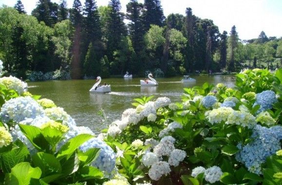 Lagoa com cisnes brancos, rodeada por hortênsias brancas e azuis em flor e árvores altas.