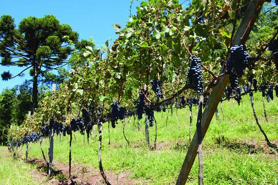 Parreiral carregado de cachos de uvas escuras em uma vinícola da Serra Gaúcha, com gramado verde ao redor e araucárias ao fundo sob céu azul ensolarado.