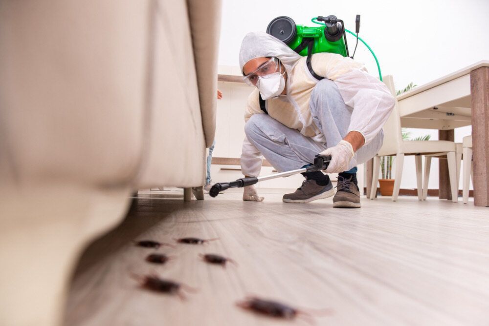A Man is Spraying Cockroaches in a Living Room — Rozken Pest Control Services In Wauchope, NSW