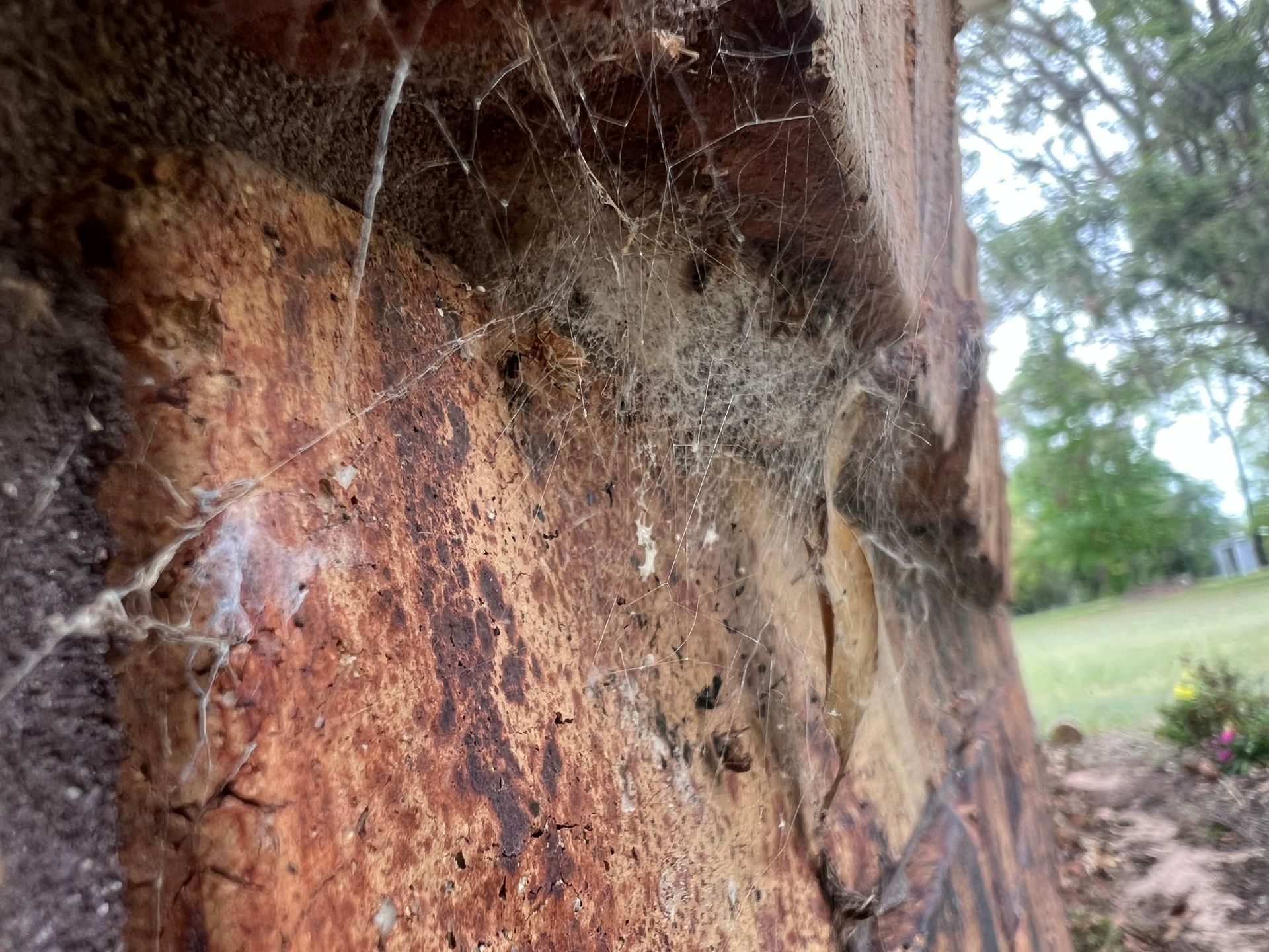Webs and debris on a weathered brick wall, with greenery in the background.