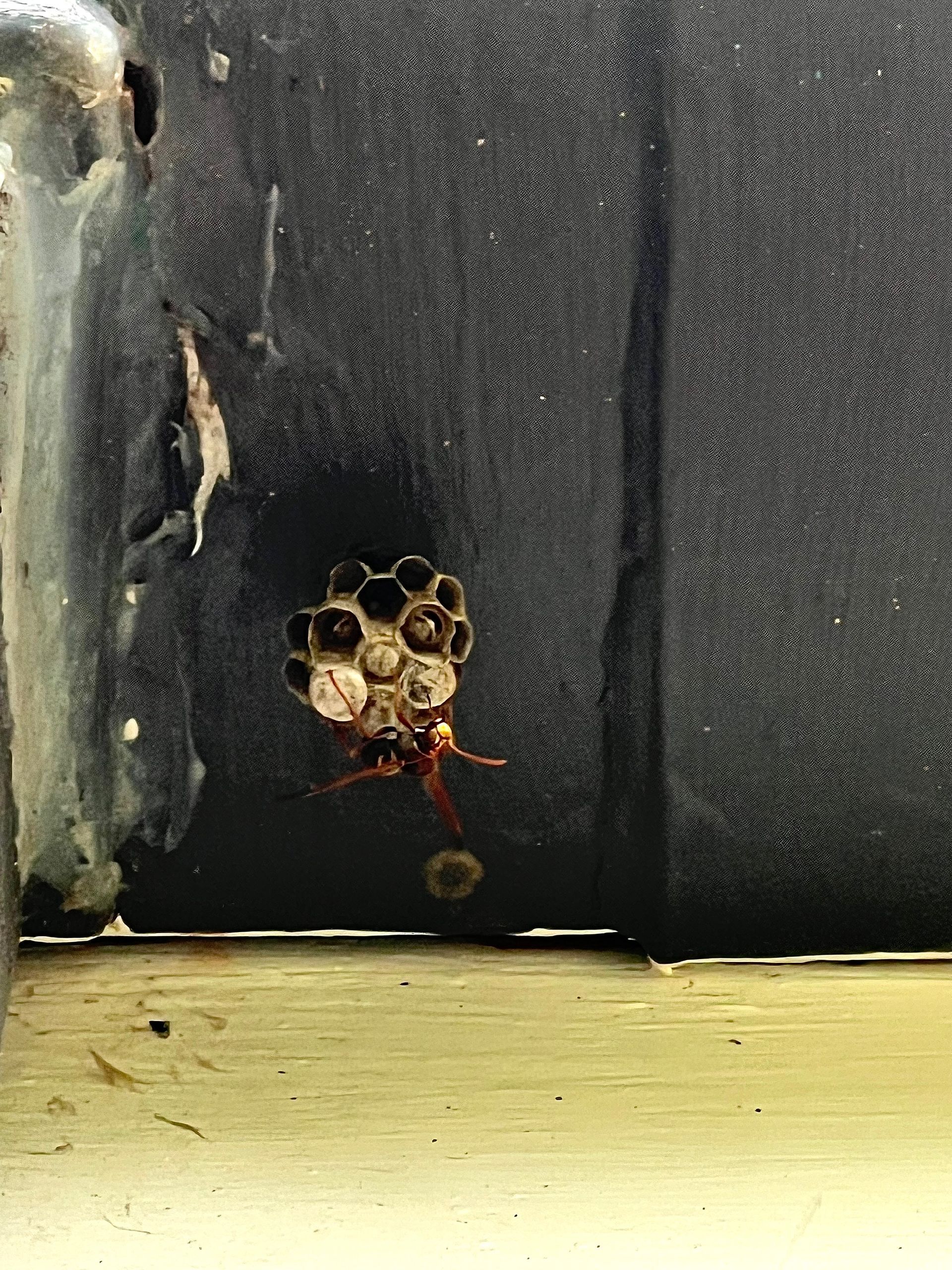 A wasp and its nest attached to a dark surface. The nest has hexagonal cells.