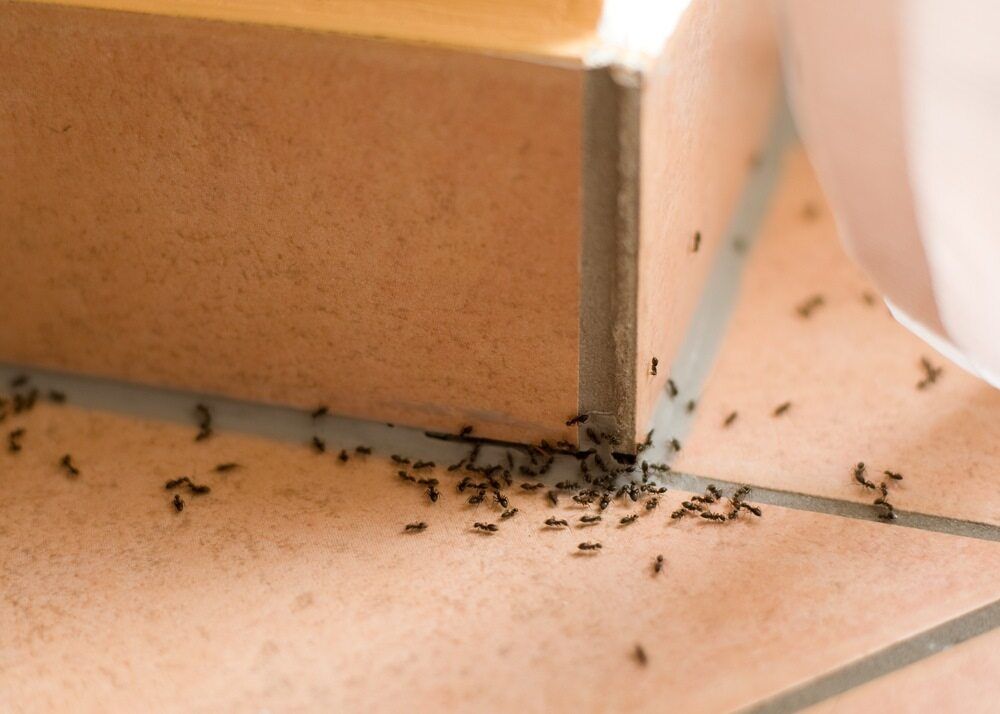 A Bunch of Ants Are Crawling on a Tiled Floor — Rozken Pest Control Services In Kendall, NSW
