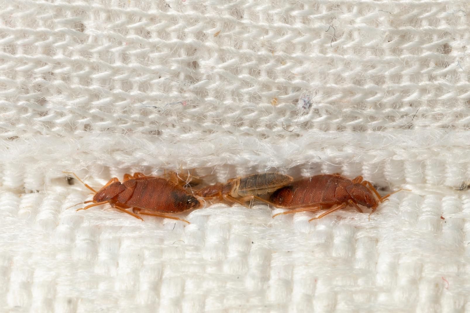 Two Bed Bugs Are Crawling on a White Blanket — Rozken Pest Control Services In Sovereign Hills, NSW