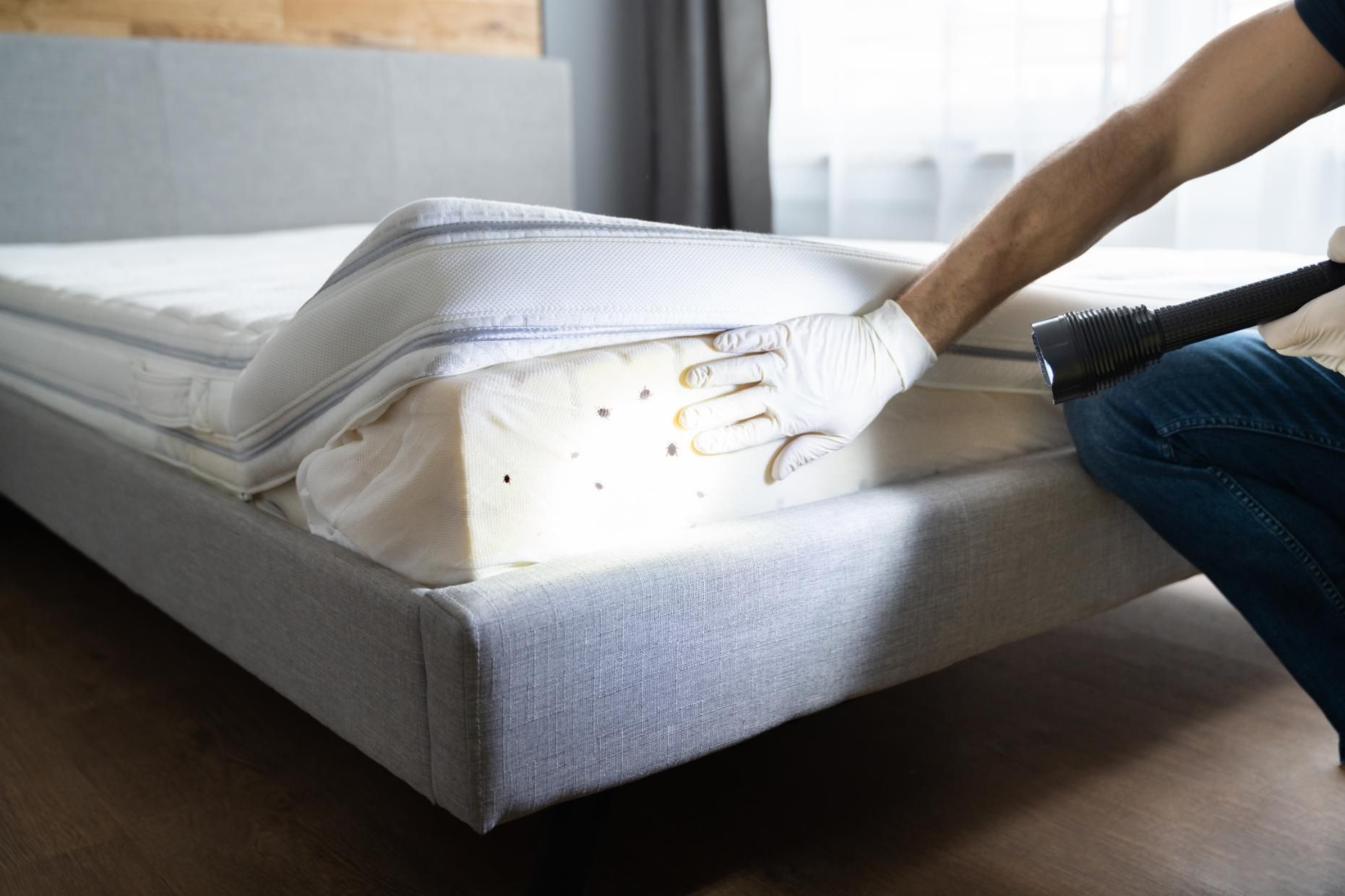 A Man is Cleaning a Mattress With a Vacuum Cleaner — Rozken Pest Control Services In Wauchope, NSW