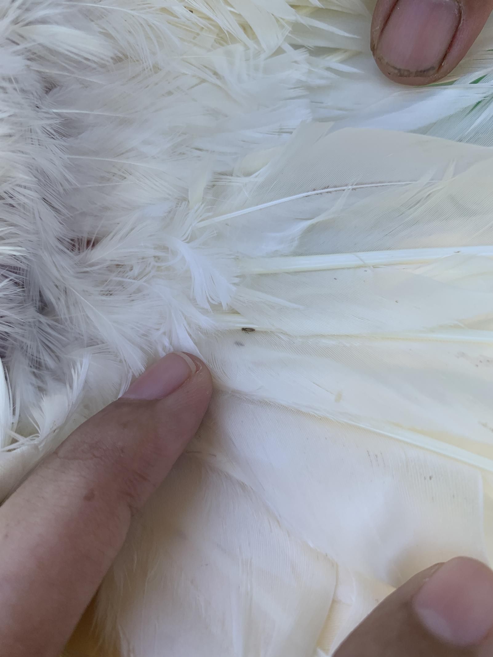 A Person is Holding a White Feather With a Bug on It — Rozken Pest Control Services In Kew, NSW
