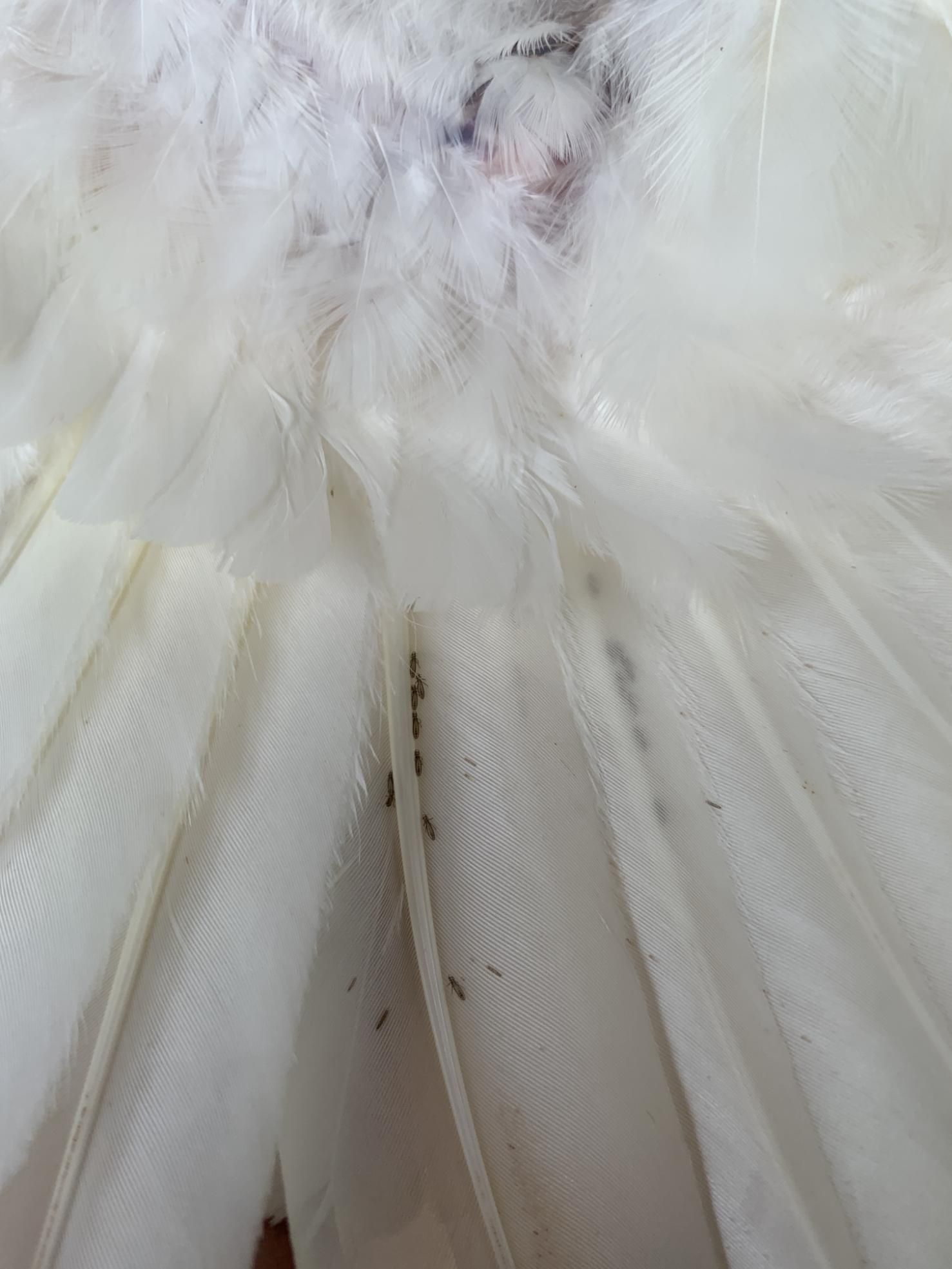A Close Up of a White Feather With Ants on It — Rozken Pest Control Services In Wauchope, NSW