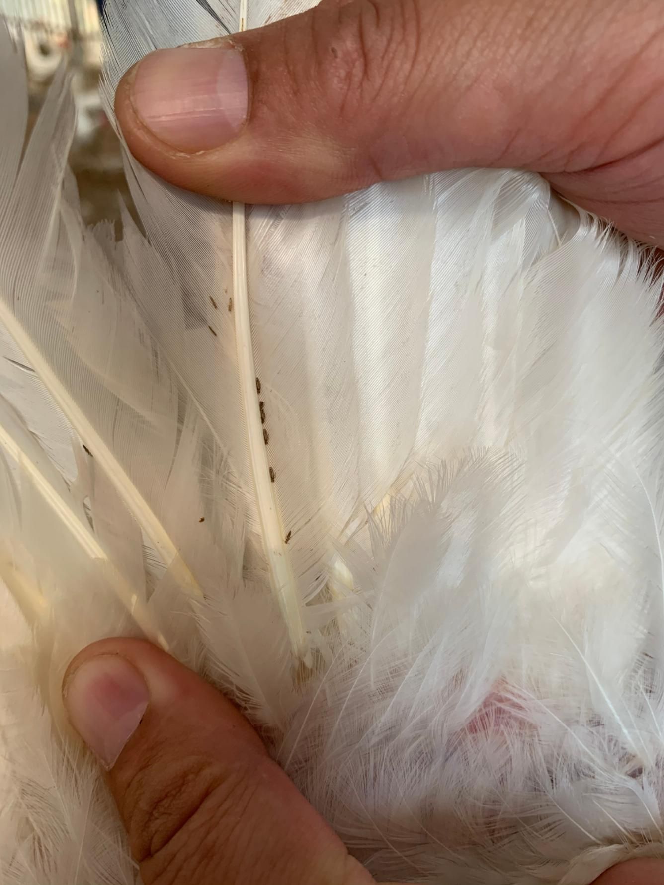 A Person is Holding a White Feather in Their Hand — Rozken Pest Control Services In Kendall, NSW