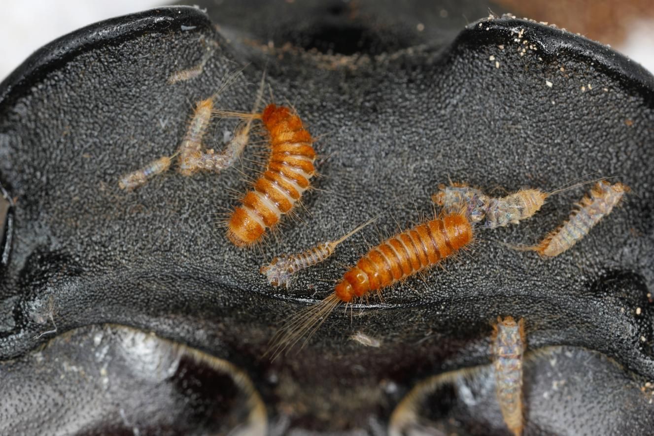 A Close Up of a Bug on a Black Surface — Rozken Pest Control Services In Laurieton, NSW