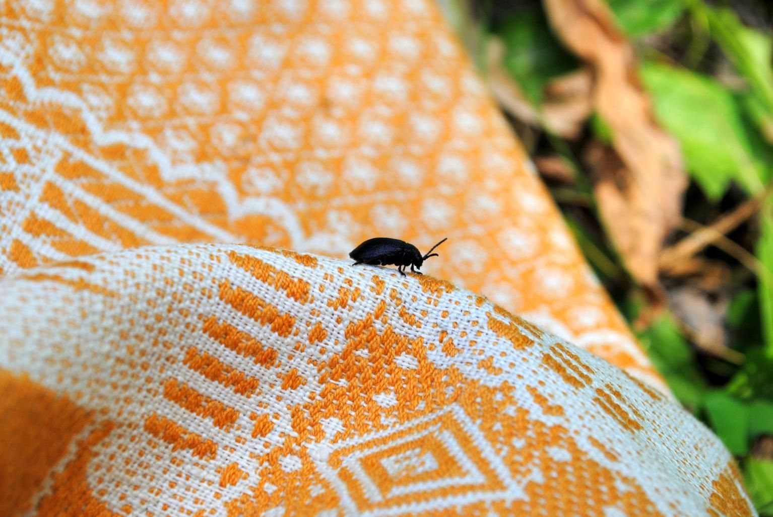 A Black Bug is Sitting on Top of a Yellow and White Blanket — Rozken Pest Control Services In Lake Cathie, NSW