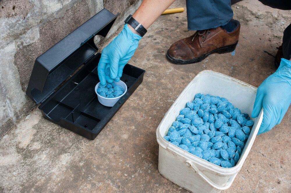 A Person Wearing Blue Gloves is Putting Blue Pills Into a Mouse Trap — Rozken Pest Control Services In Wauchope, NSW