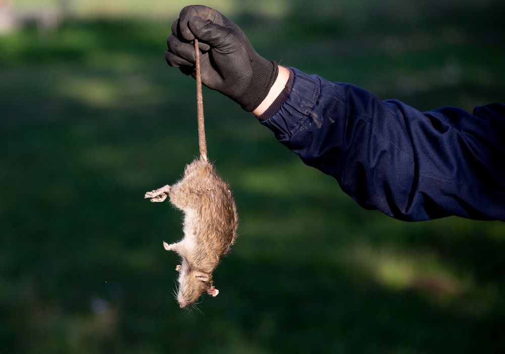 The Rat is Being Caught — Rozken Pest Control Services In Port Macquarie, NSW