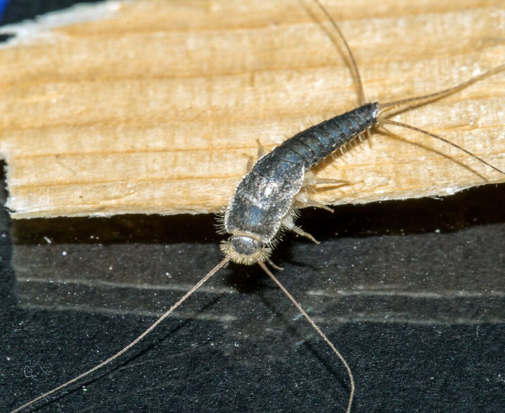 A Silverfish is Sitting on a Piece of Wood — Rozken Pest Control Services In Laurieton, NSW