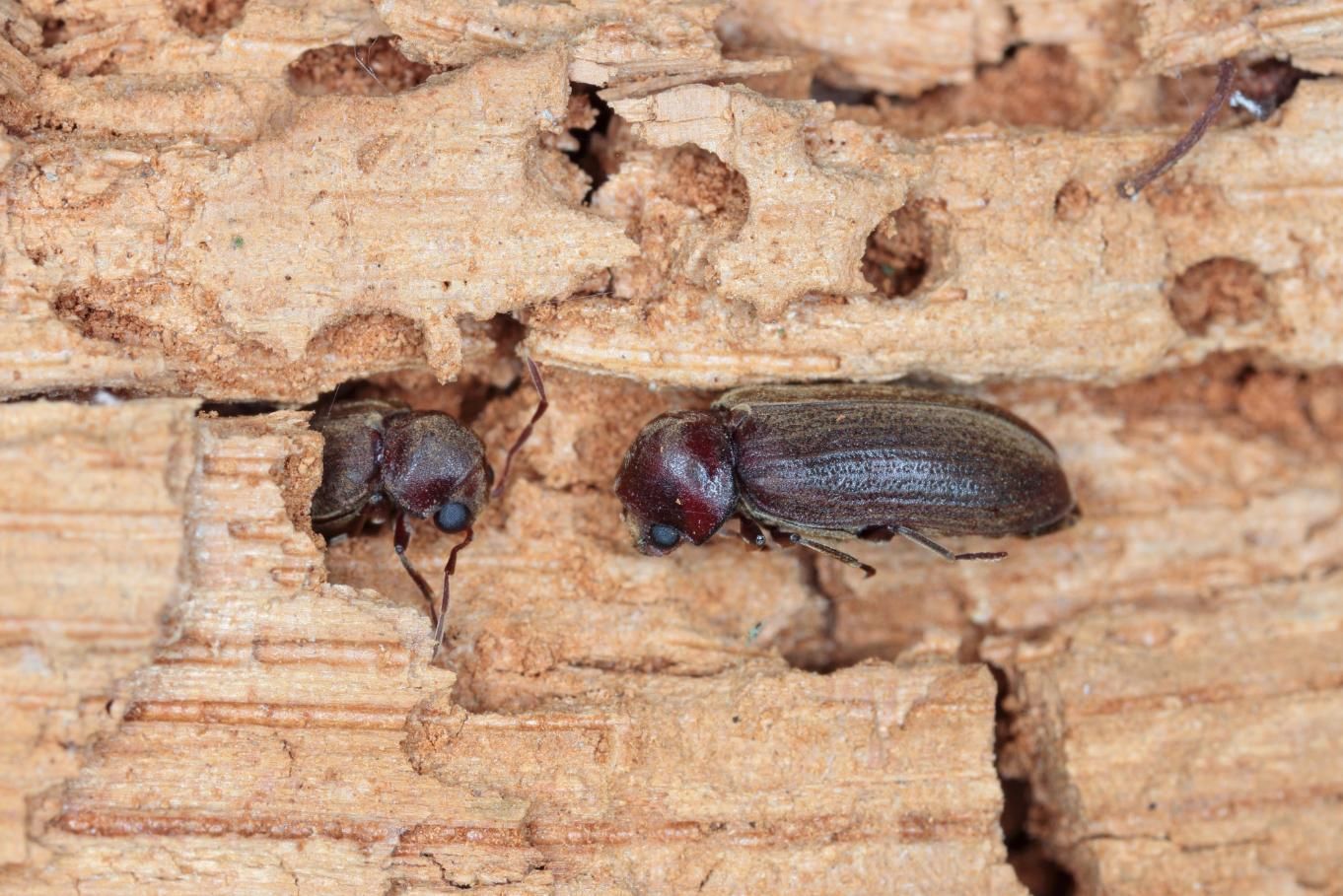 A Close Up of a Beetle on a Piece of Wood — Rozken Pest Control Services In Kendall, NSW