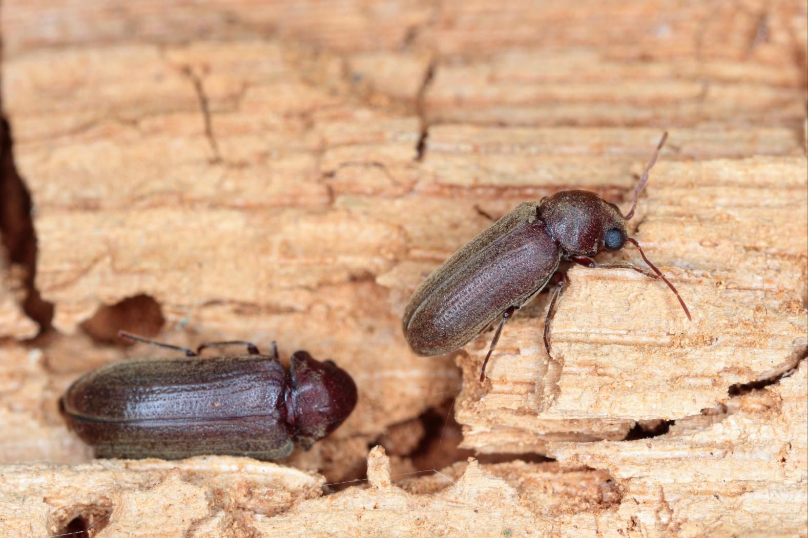Two Beetles Are Sitting on a Piece of Wood — Rozken Pest Control Services In Sovereign Hills, NSW