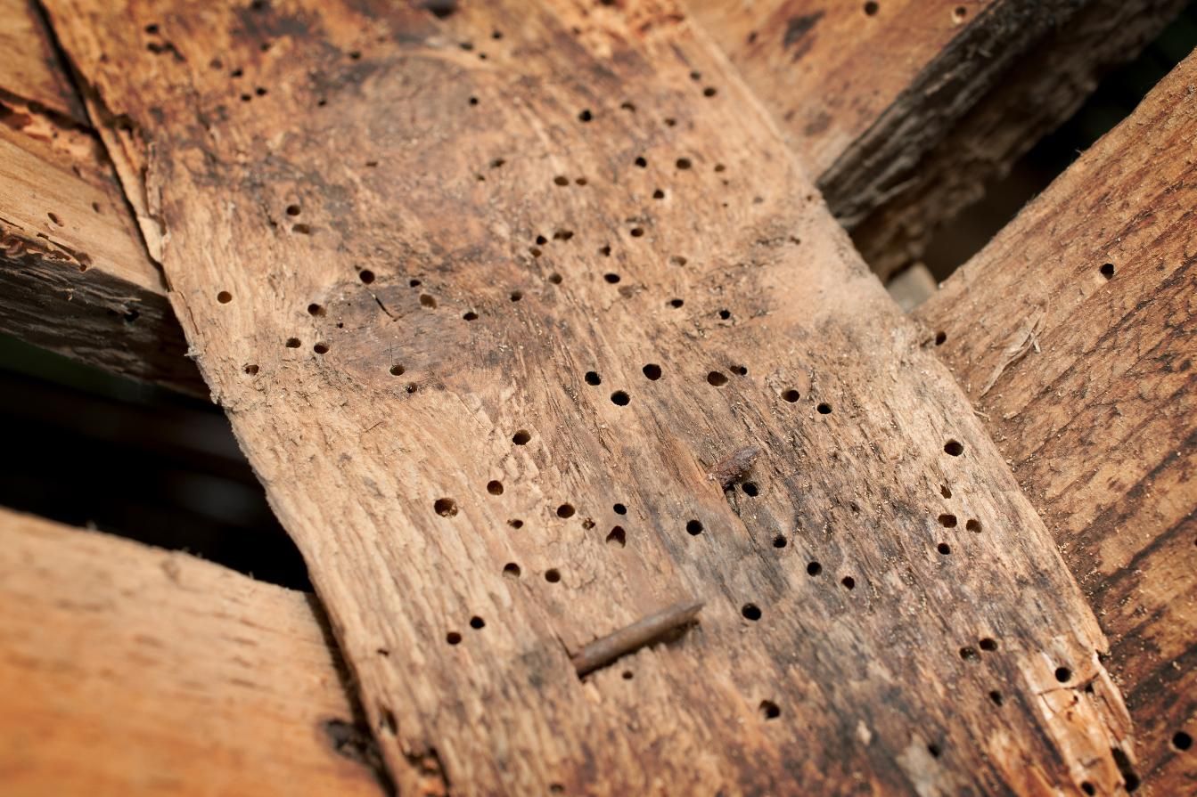 A Close Up of a Piece of Wood With Holes in It — Rozken Pest Control Services In Beechwood, NSW