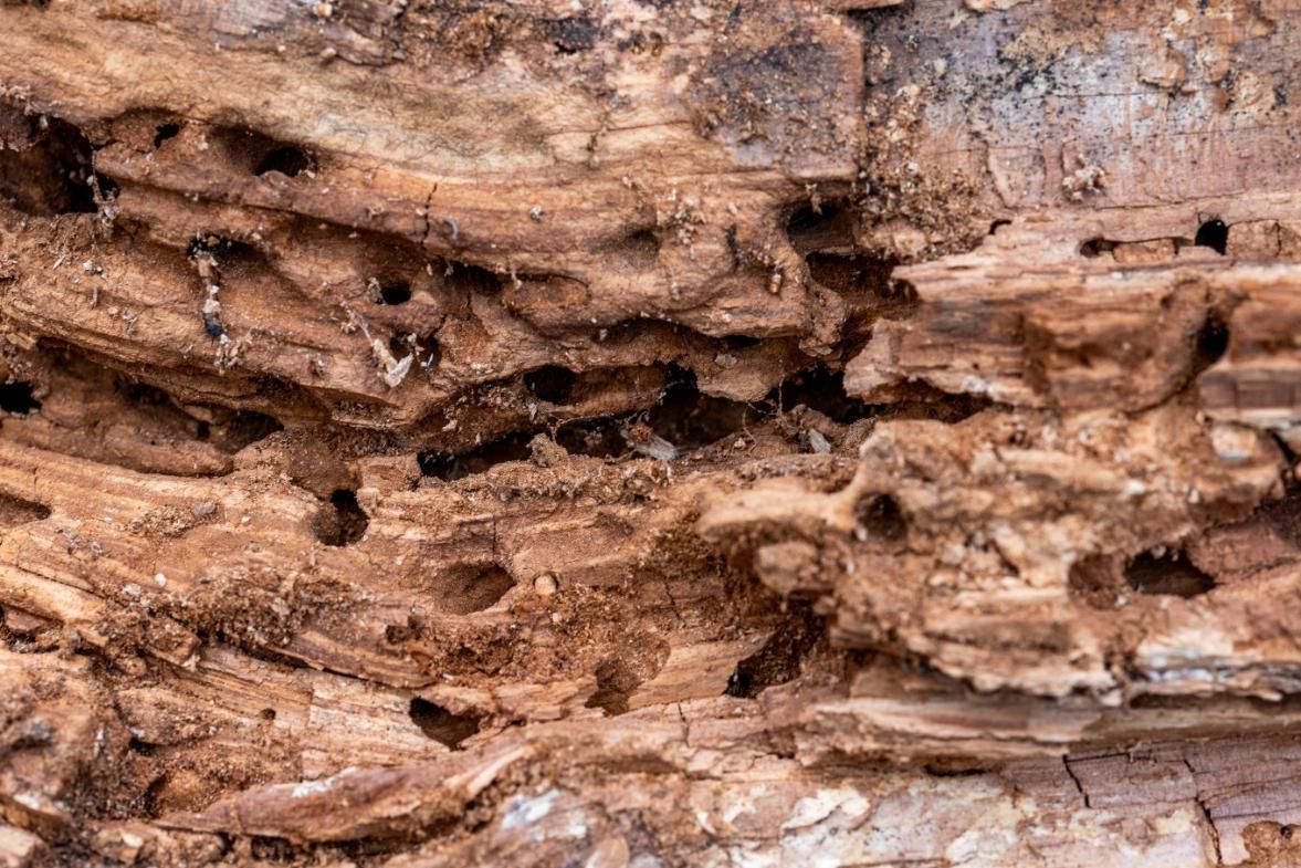 A Close Up of a Piece of Wood With Holes in It — Rozken Pest Control Services In Thrumster, NSW