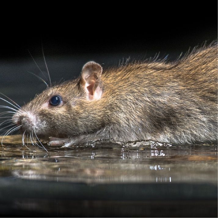 Pest Prevention