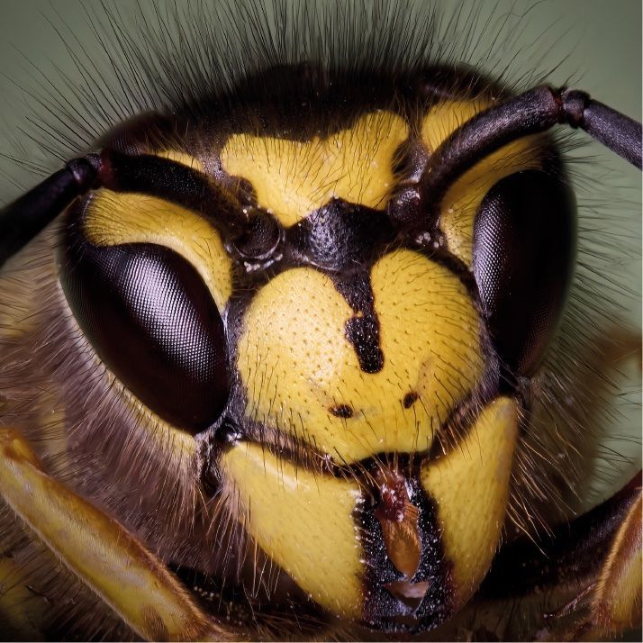 Pest Removal