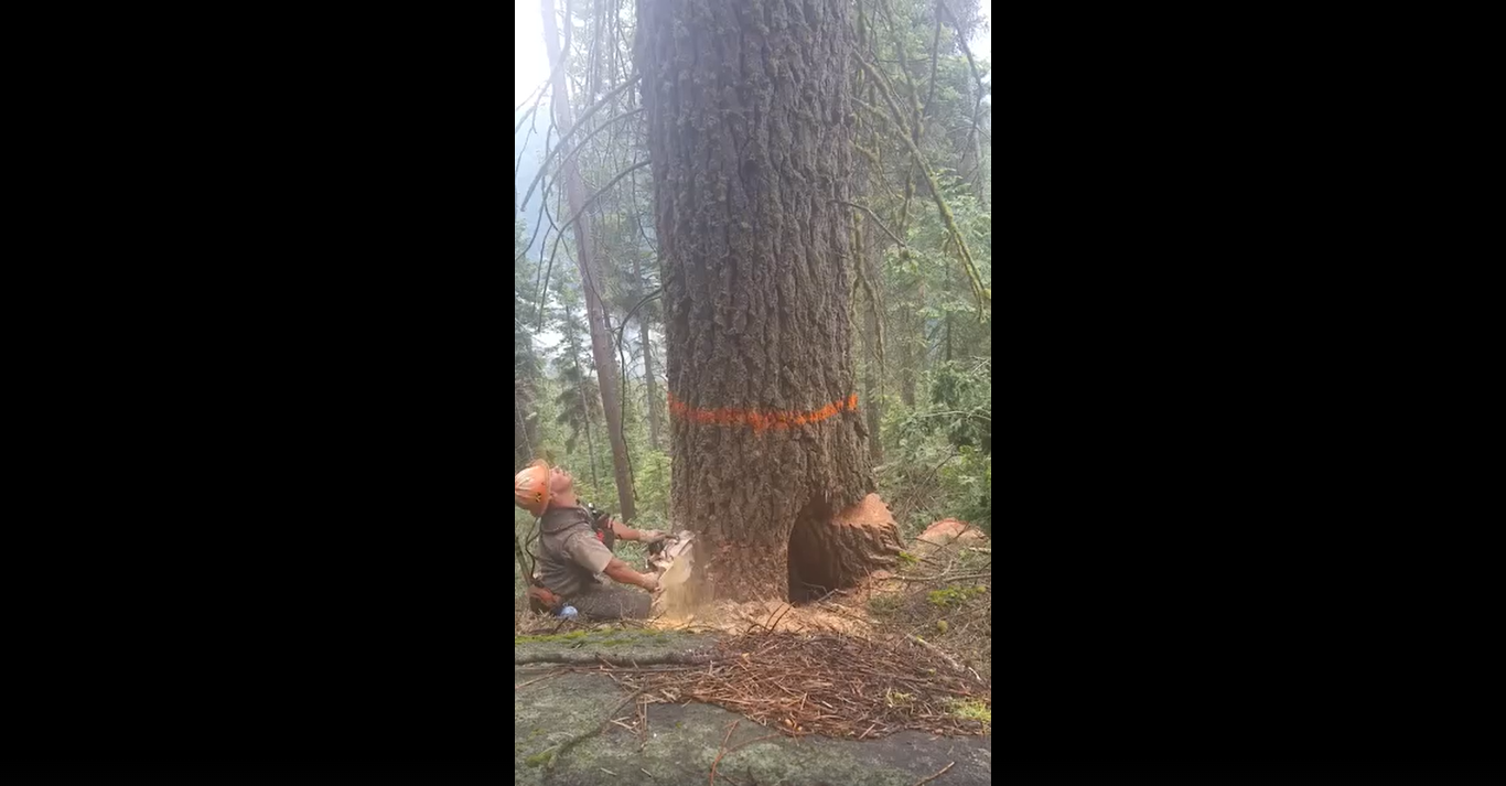 ?? Dangers of Improper Tree Cutting: A Guide to Safe Practices ??