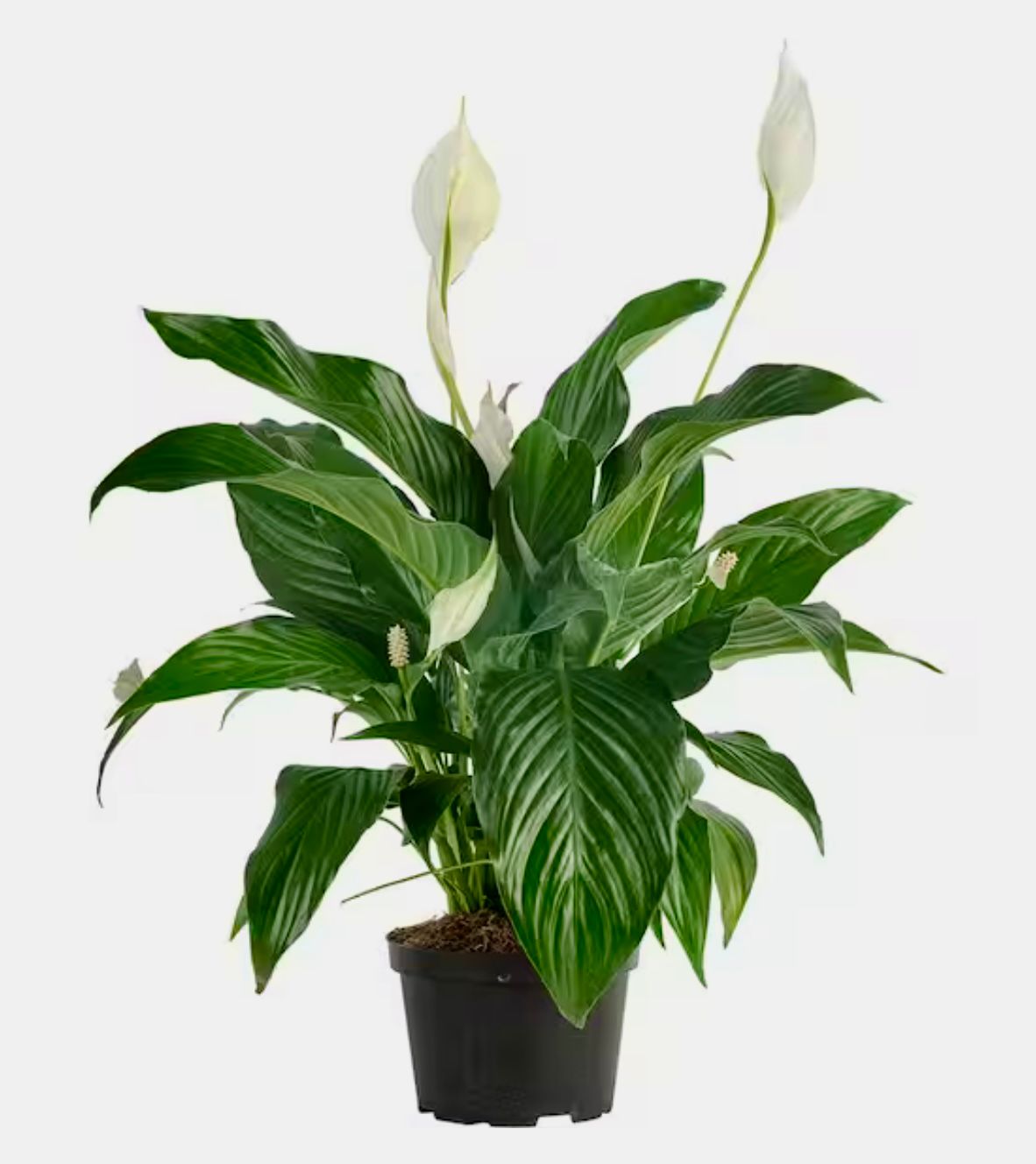 Lily Plant