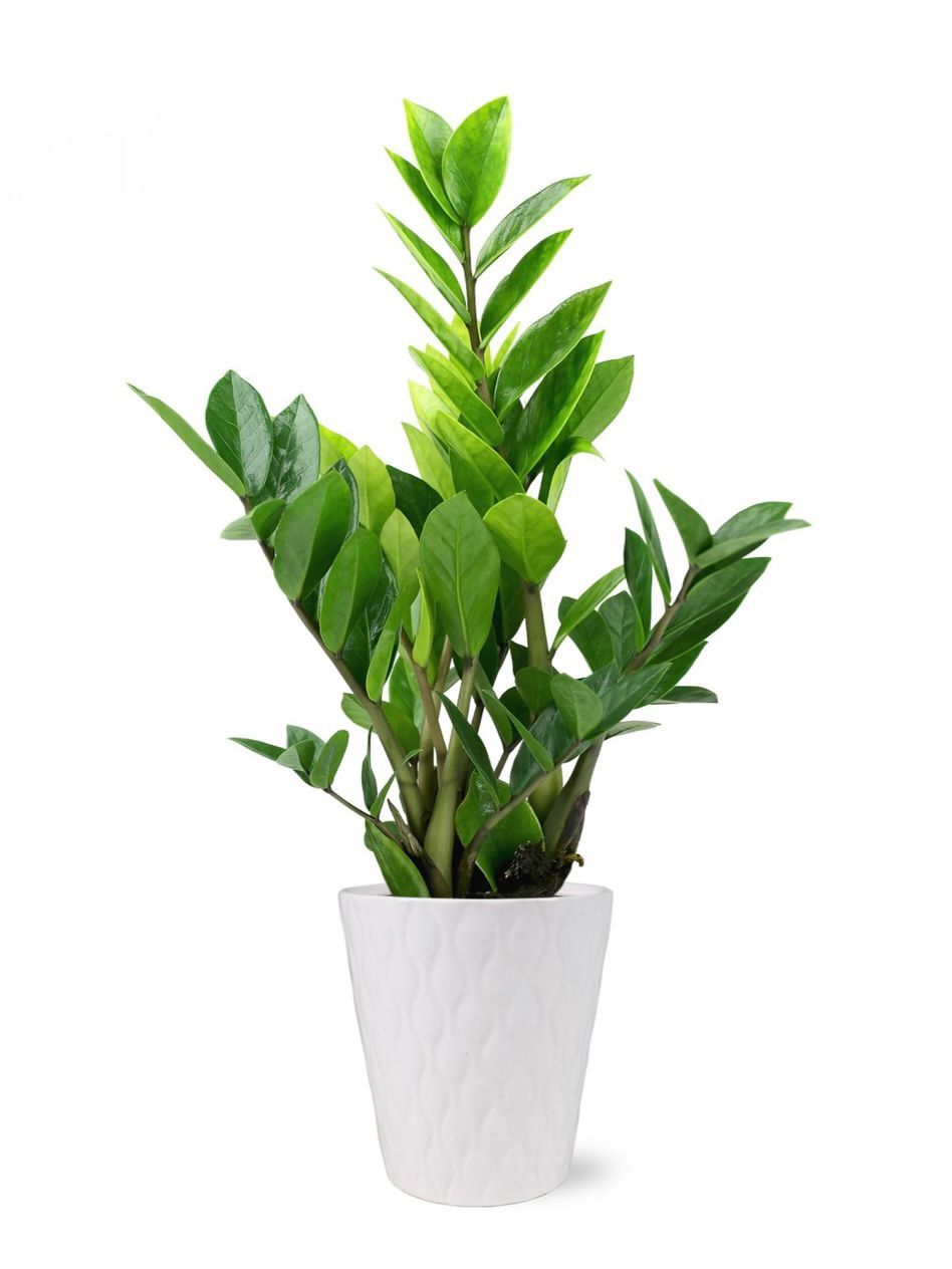 Zamiifolia
