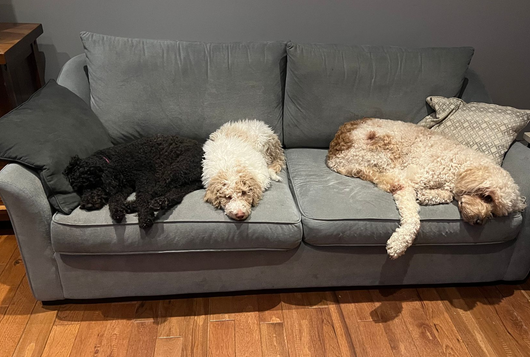 Three fluffy dogs sleeping on a gray couch in a living room.