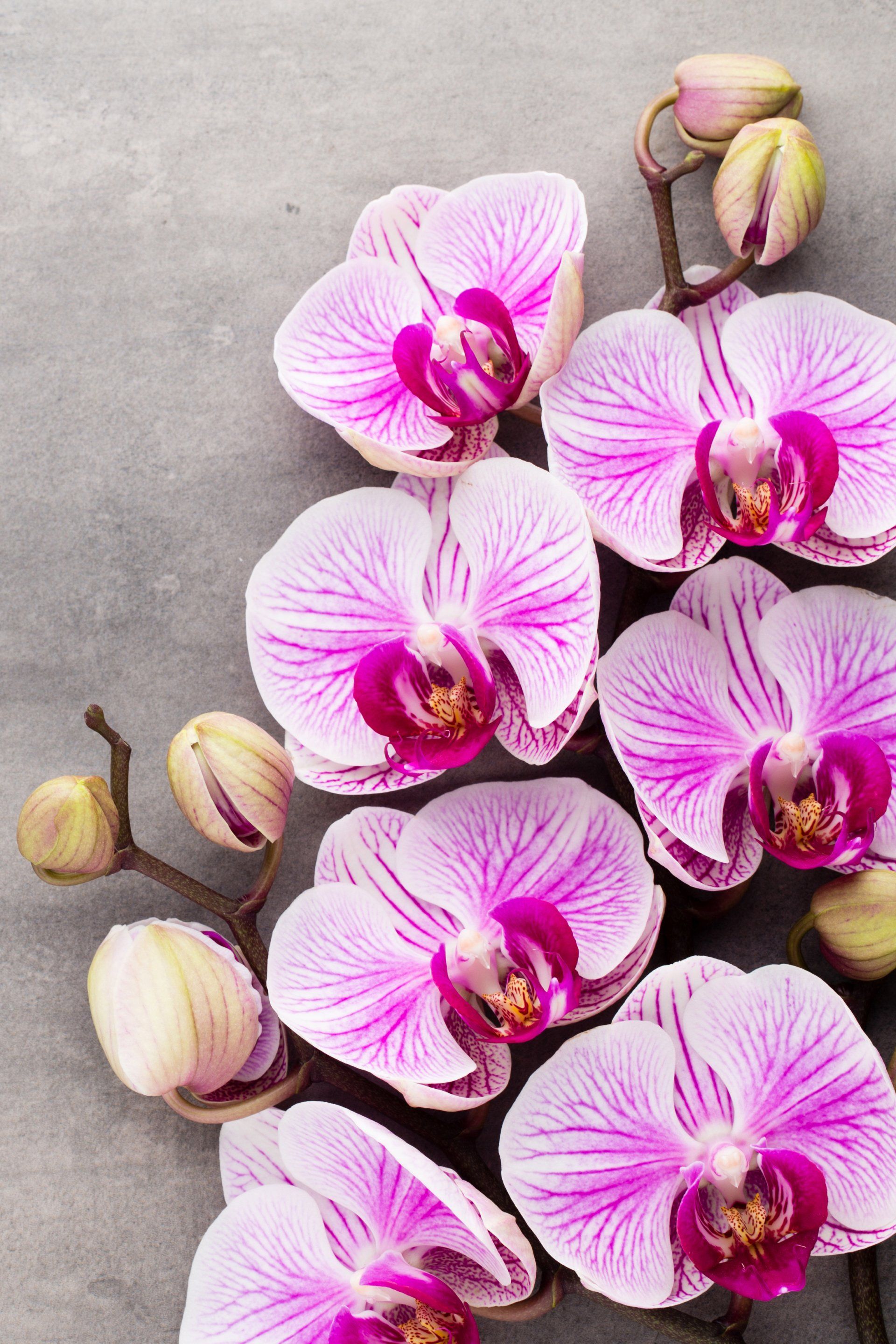 Pink and purple striped orchid flowers on a gray background.