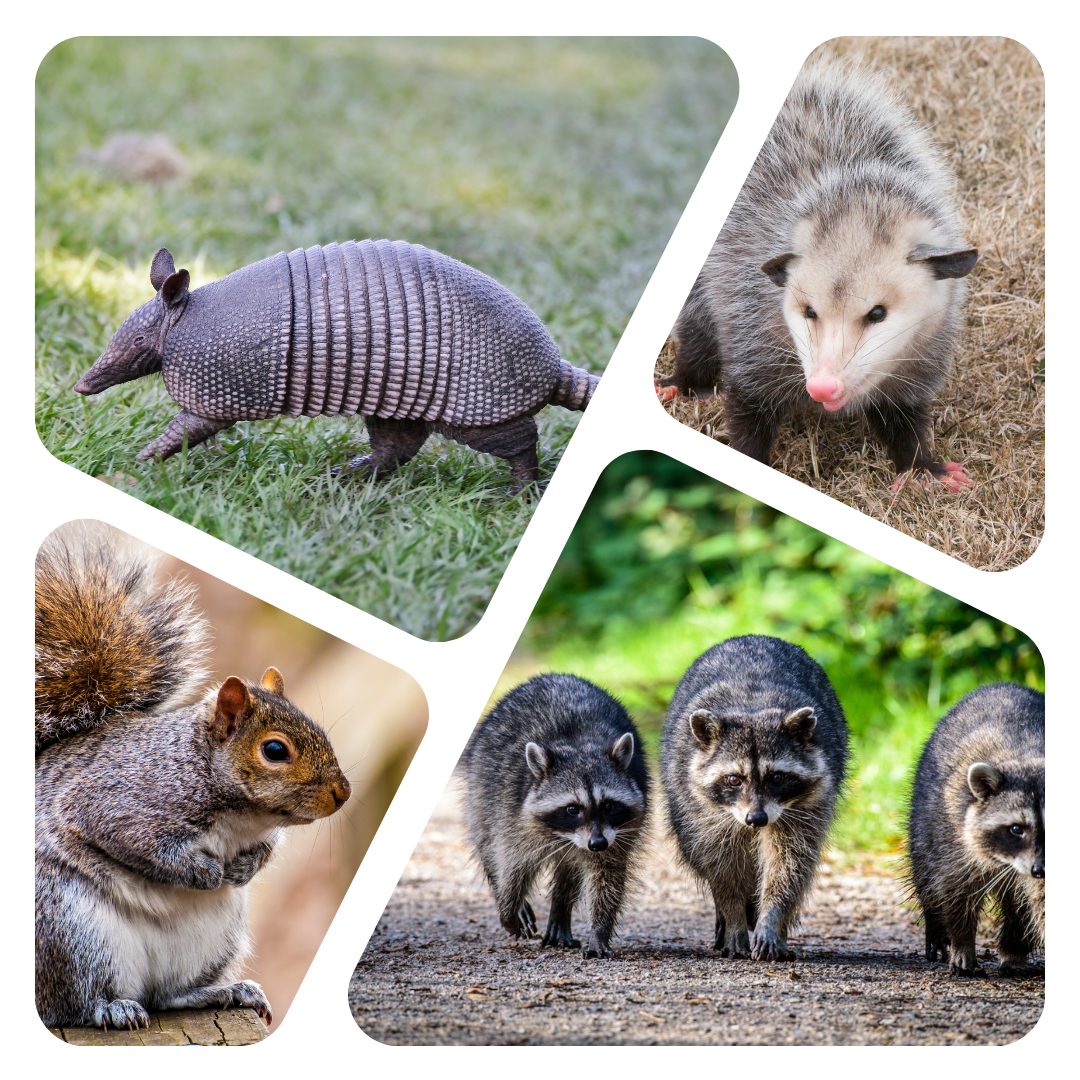 Wildlife-montage