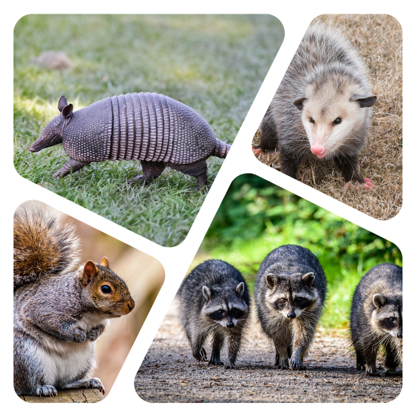 wildlife-montage