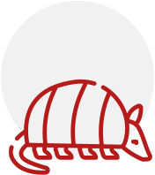 armadillo-Icon