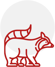 raccoon-Icon