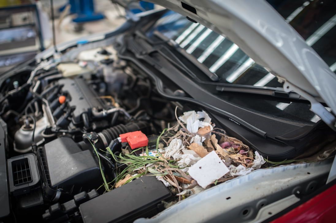 A car engine bay with debris, suggesting an animal nest — All Mechanical Services in South Murwillumbah, NSW