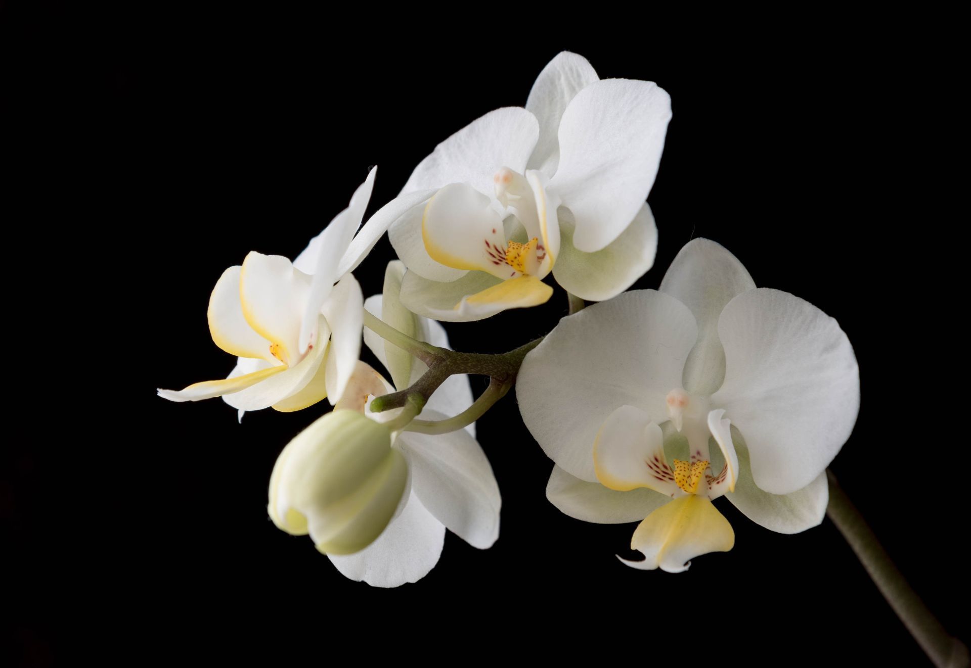 A white flower with a yellow center on a black background