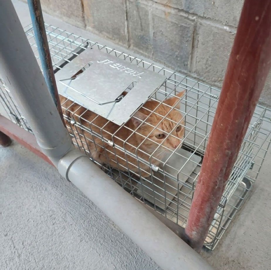 Control de perros y gatos (2)