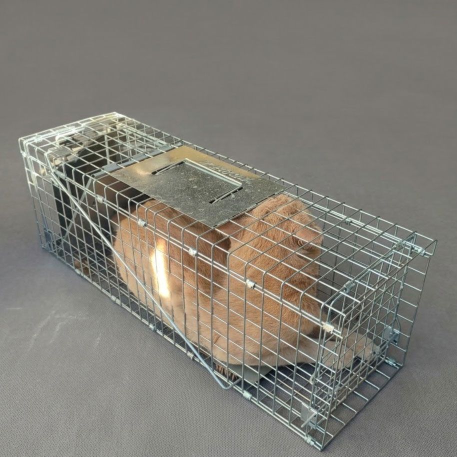 Control de perros y gatos