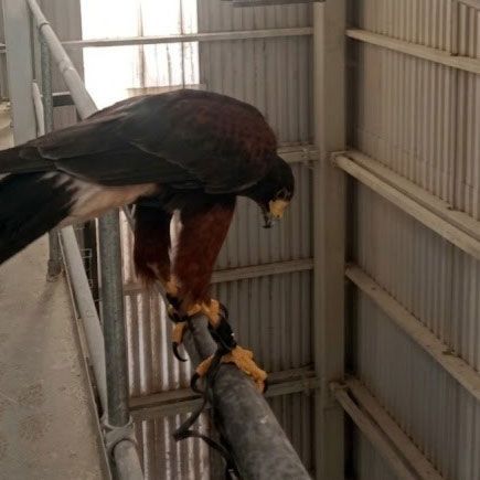 Vuelo de marcaje con rapaz en interior de las instalaciones de producción