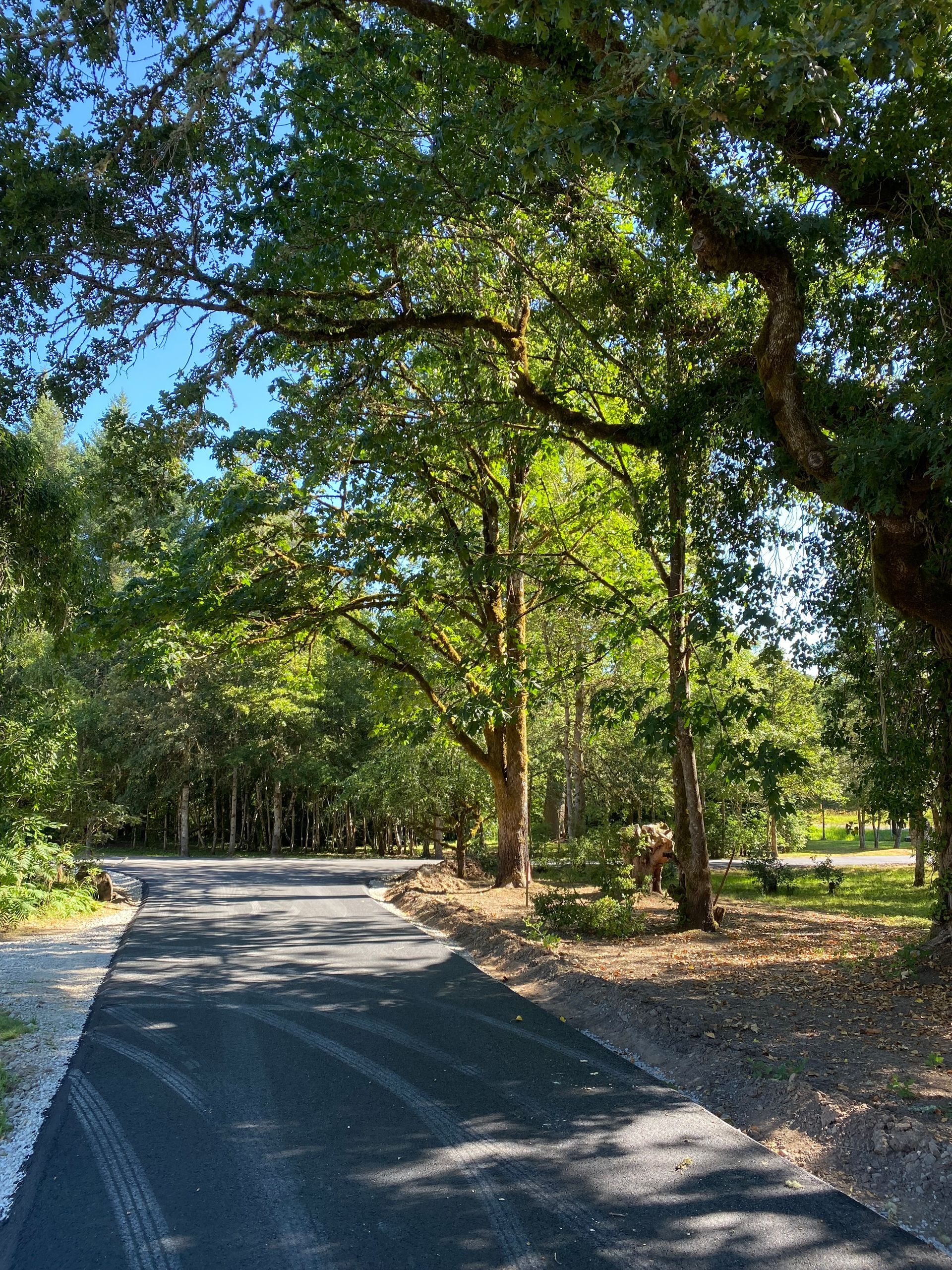 Paved road curves through a sunlit forest. Trees arch overhead, casting shadows. Blue sky visible.