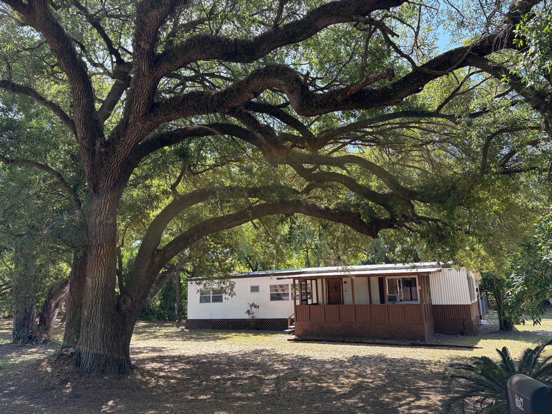 Large oak tree shading a small white house and wooden porch in a sunlit yard