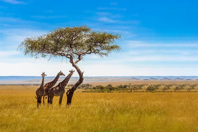 African Travel