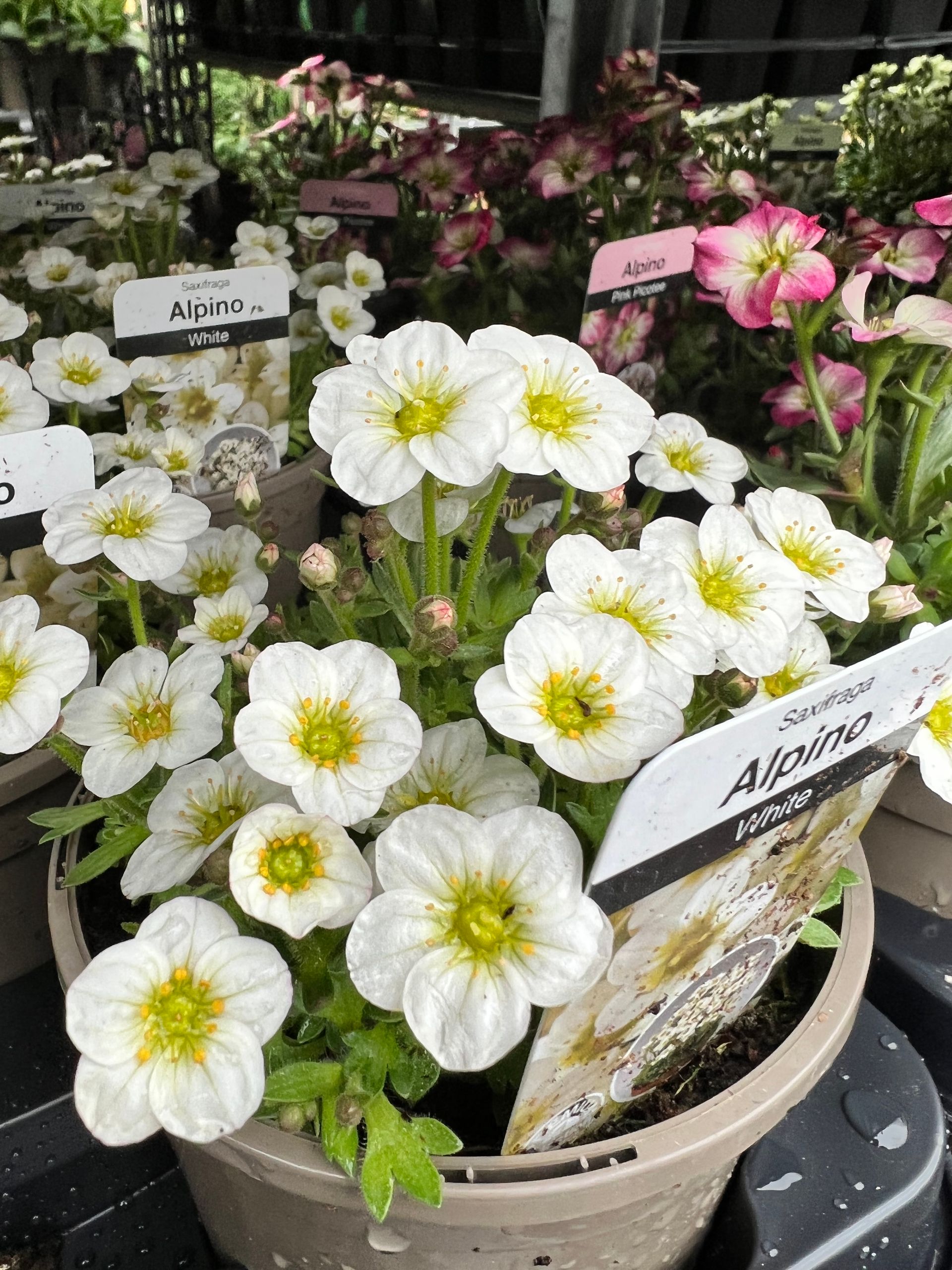 Gallery Garden Centre Yeadon, Leeds Chana Store