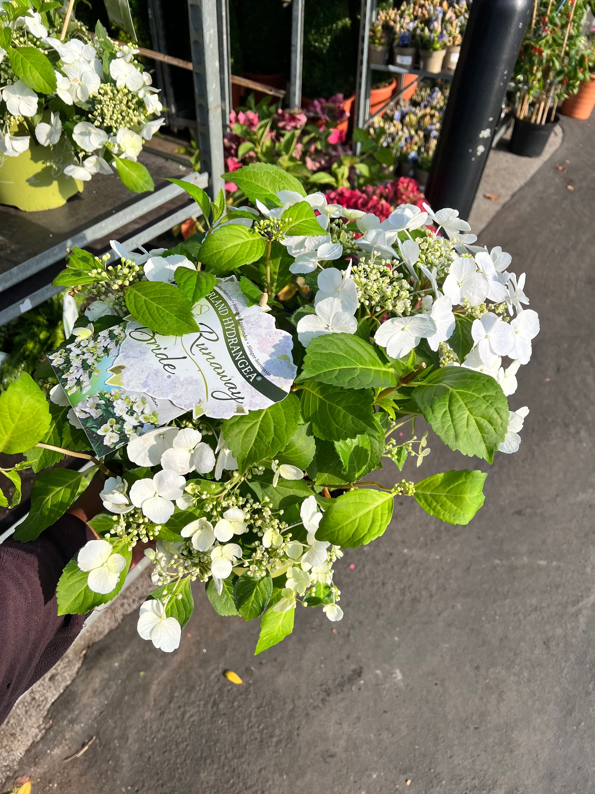 Gallery Garden Centre Yeadon, Leeds Chana Store