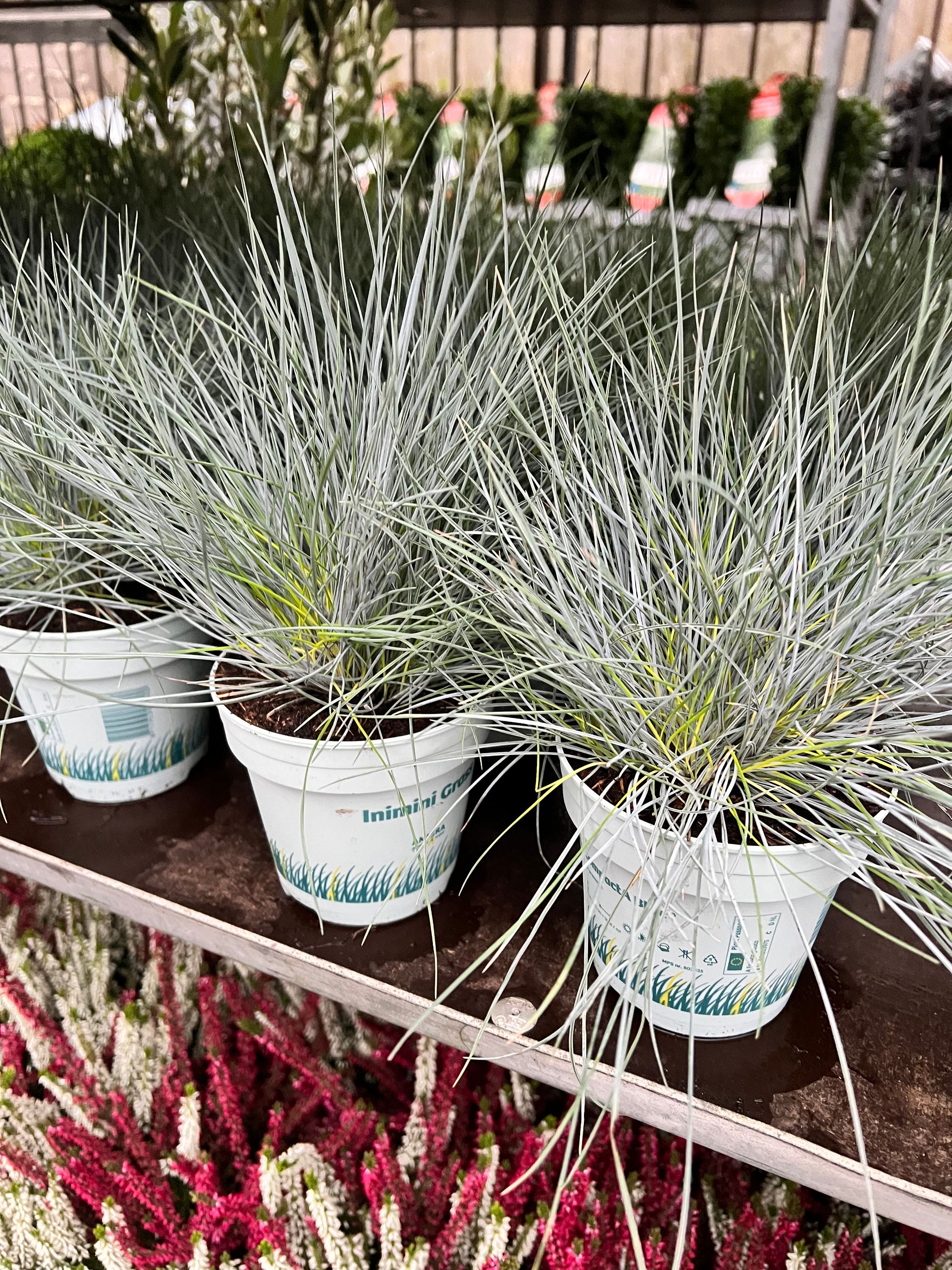 Gallery Garden Centre Yeadon, Leeds Chana Store