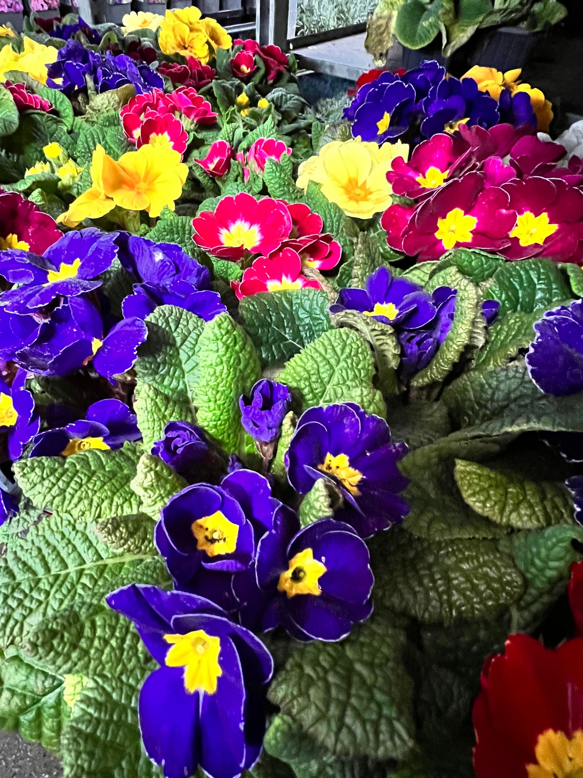 Gallery Garden Centre Yeadon, Leeds Chana Store