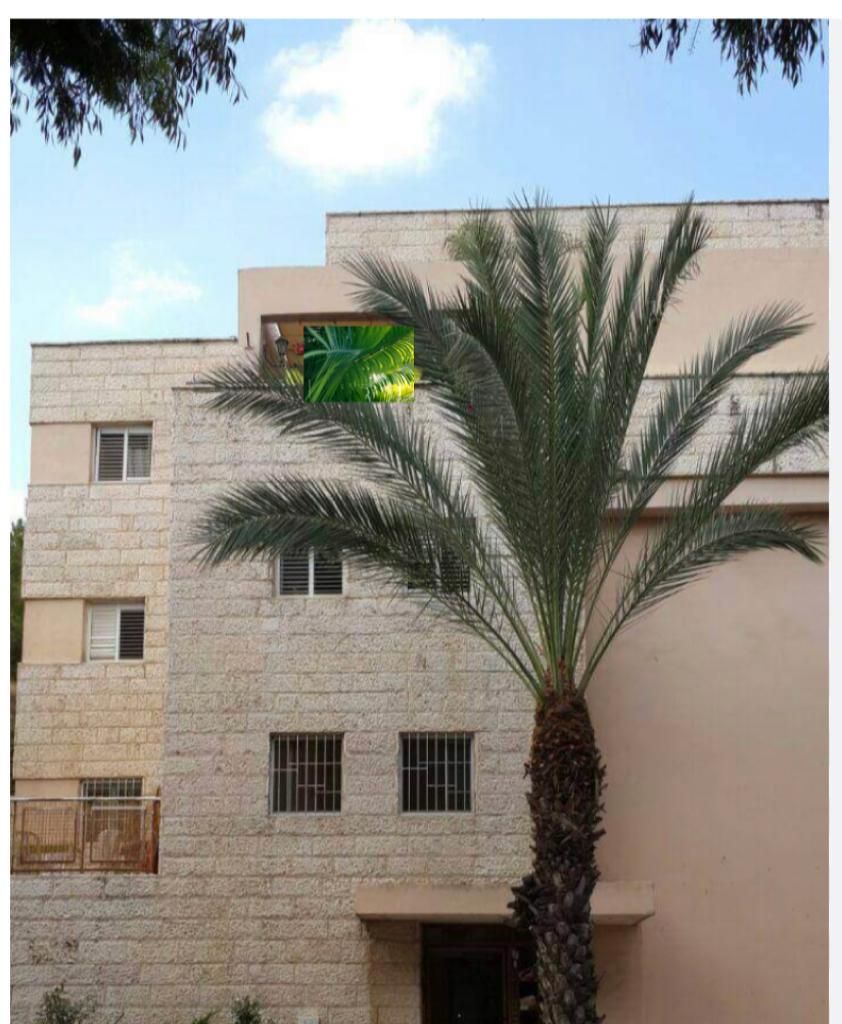 בניין עם עץ דקל בחזיתו